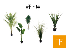 樹木軒下用